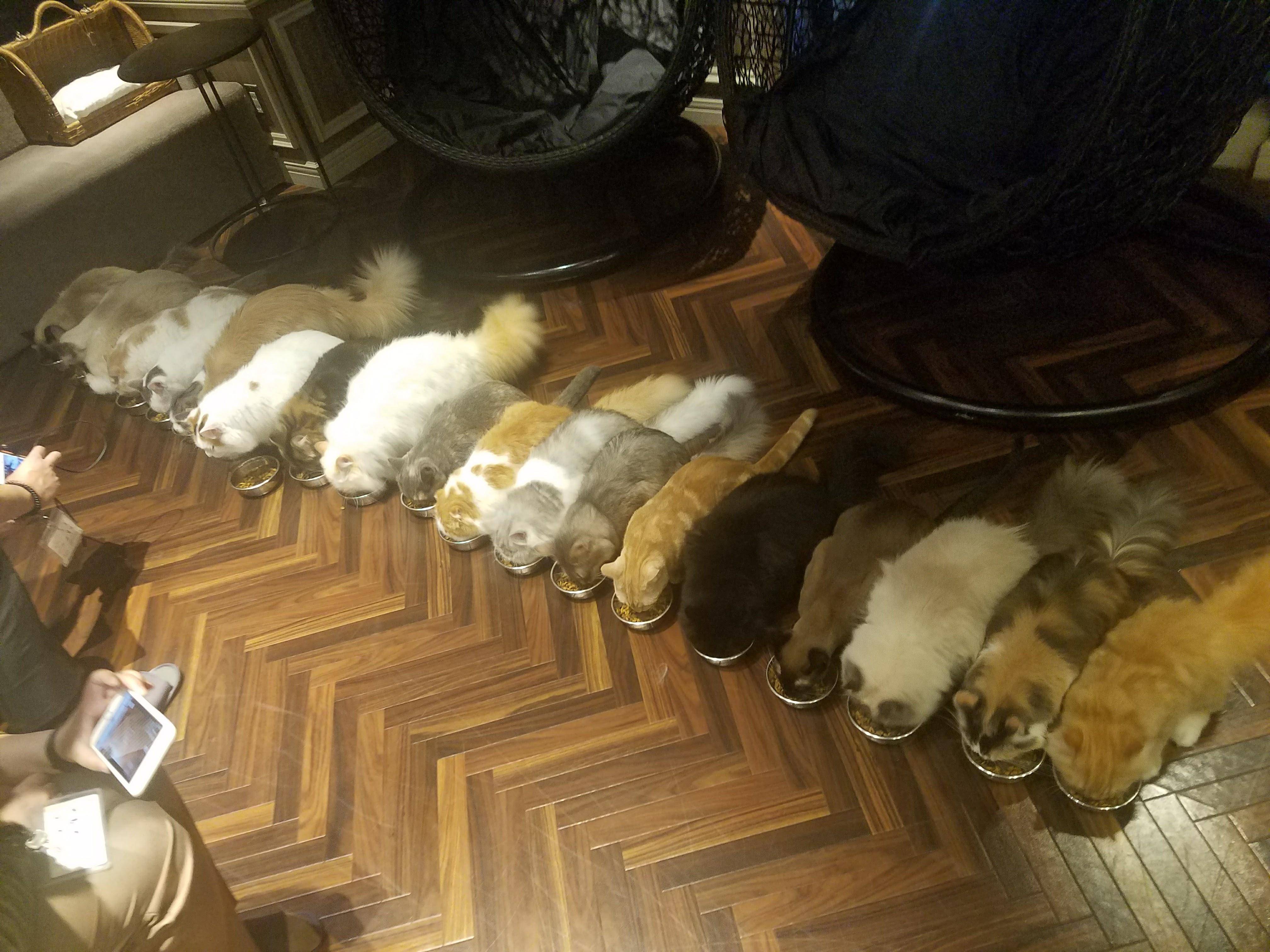 😻 고양이 카페 모카 라ウンジ 이케부쿠로 동쪽 출구점 (네코 카페 모카 라운지 이케부쿠로 히가시구치텐) 이미지 7